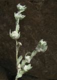 Bombycilaena erecta. Верхушка расцветающего растения. Крым, окр. Феодосии, Лисья бухта, выбитый участок. 21 мая 2014 г.