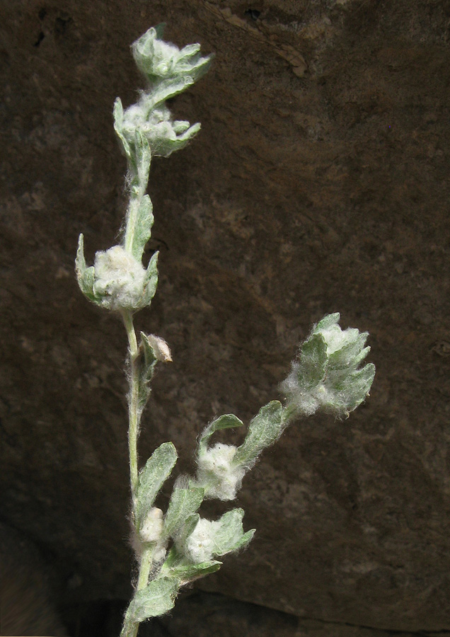 Image of Bombycilaena erecta specimen.