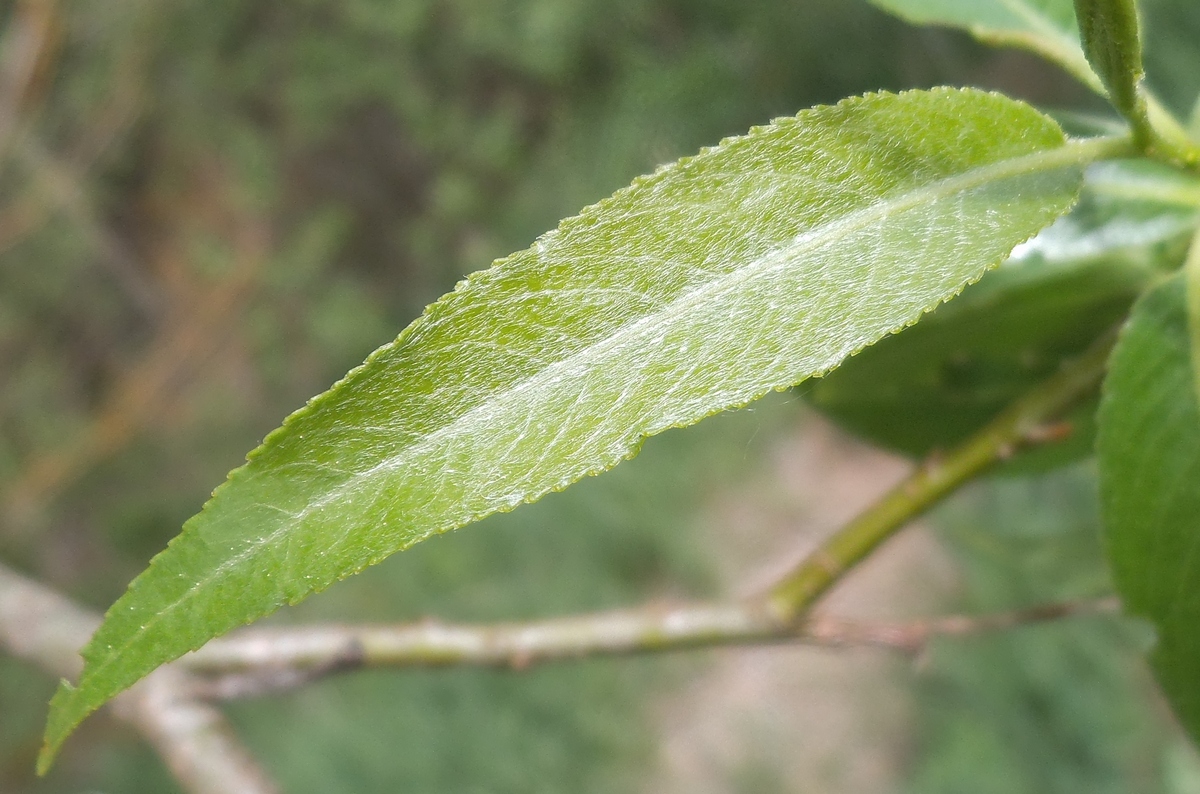 Image of genus Salix specimen.