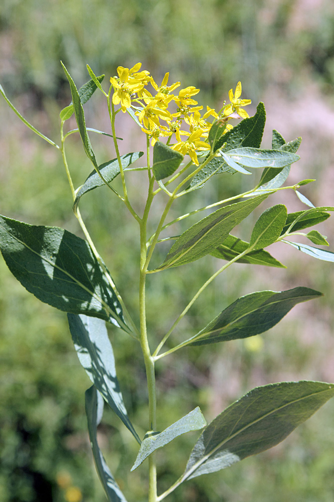 Изображение особи Haplophyllum latifolium.
