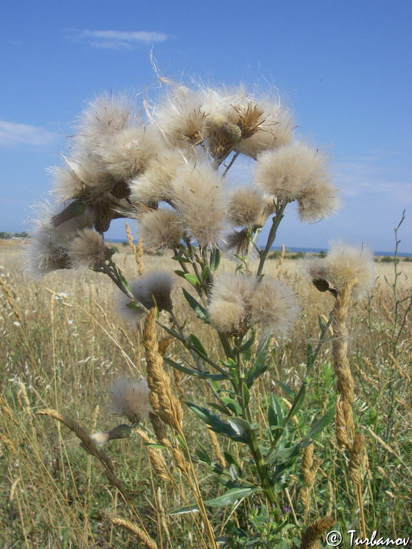 Изображение особи Cirsium incanum.