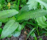 Dactylorhiza fuchsii. Нижние листья. Московская обл., Сергиево-Посадский р-н, окрестности с. Абрамцево, обочина дороги у кромки широколиственного леса. 08.06.2014.