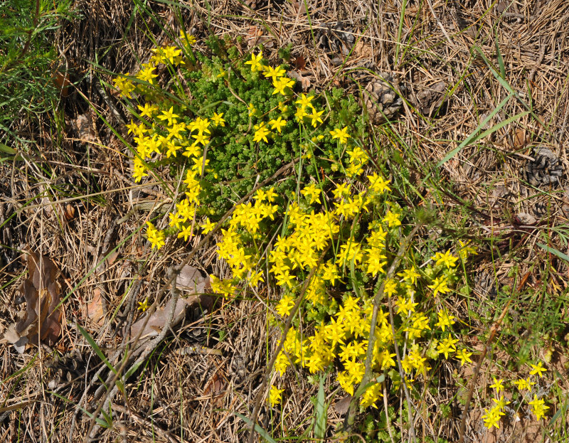 Image of Sedum acre specimen.