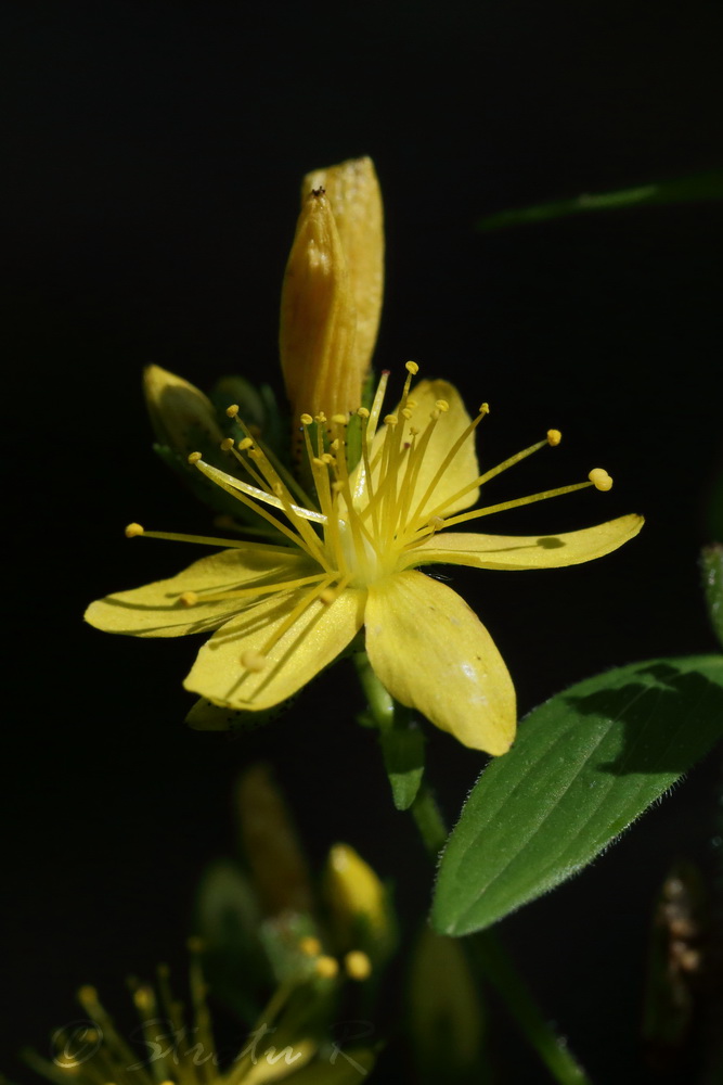 Изображение особи Hypericum hirsutum.