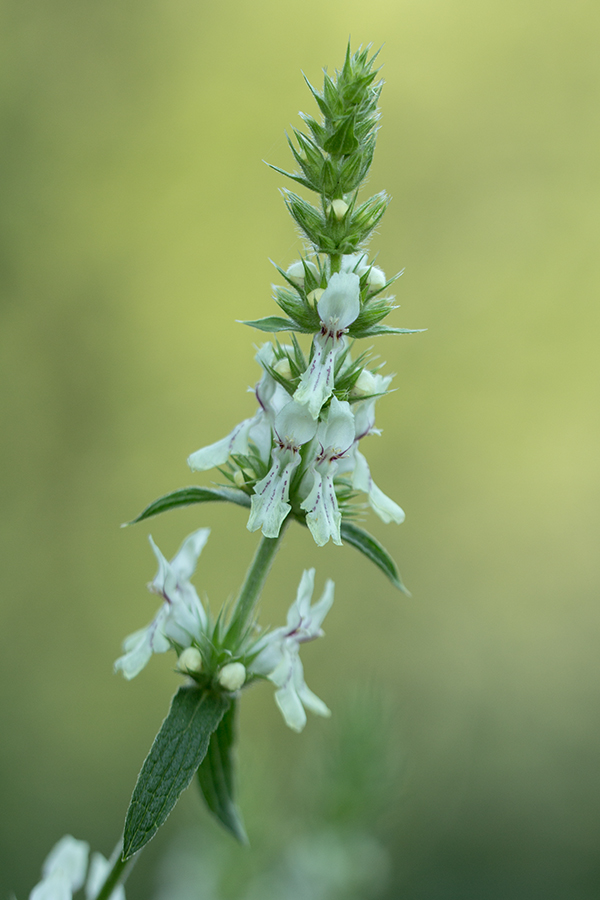 Image of Stachys atherocalyx specimen.