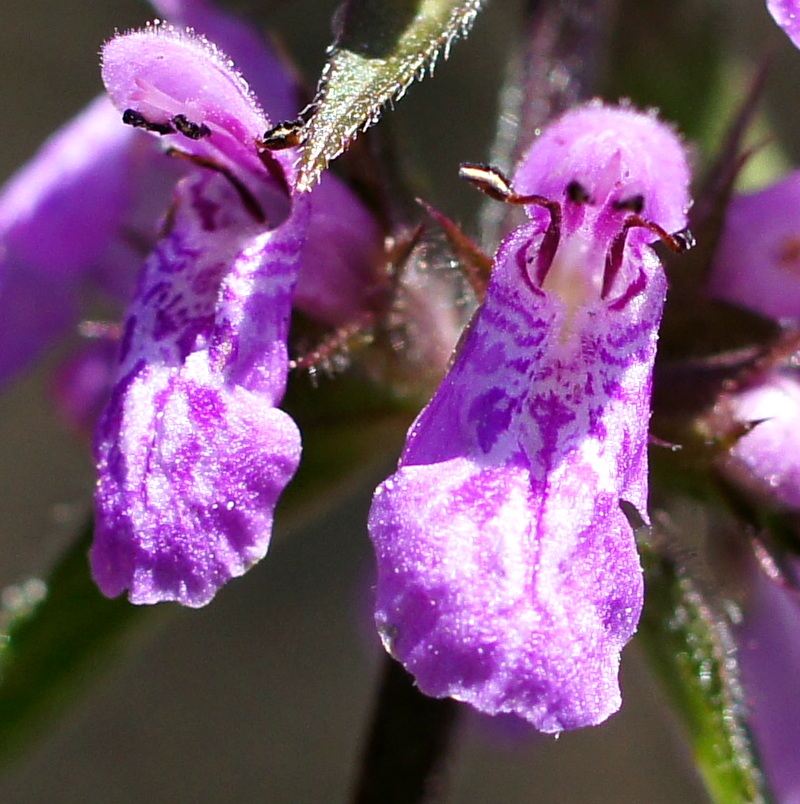 Изображение особи Stachys palustris.