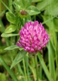 Trifolium pratense. Соцветие. Украина, Львовская обл., Дрогобычский р-н, г. Трускавец, Помярки, возле дороги. 03.06.2014.