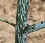 Acer tegmentosum