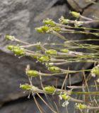 Silene parnassica ssp. dionysii