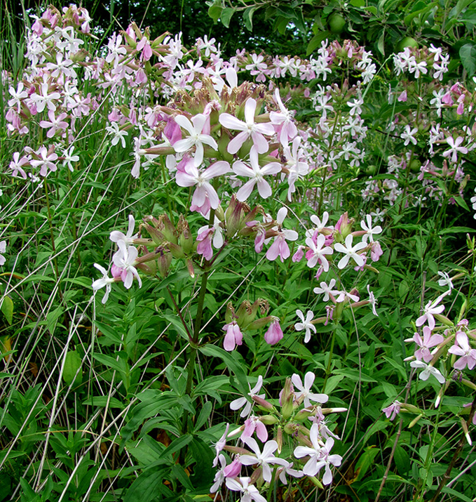 Изображение особи Saponaria officinalis.