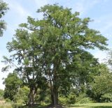 Robinia pseudoacacia. Взрослые растения. Германия, г. Дюссельдорф, Ботанический сад университета. 03.07.2014.