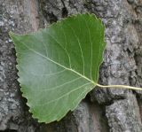 Populus × canadensis