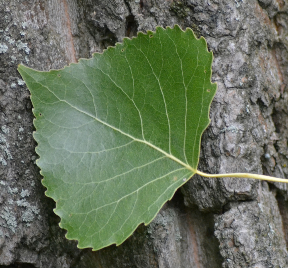 Лист молодой осины. Тополь канадский (Populus canadensis). Тополь крупнозубчатый. Осина крупнозубчатая. Тополь канадский листья.