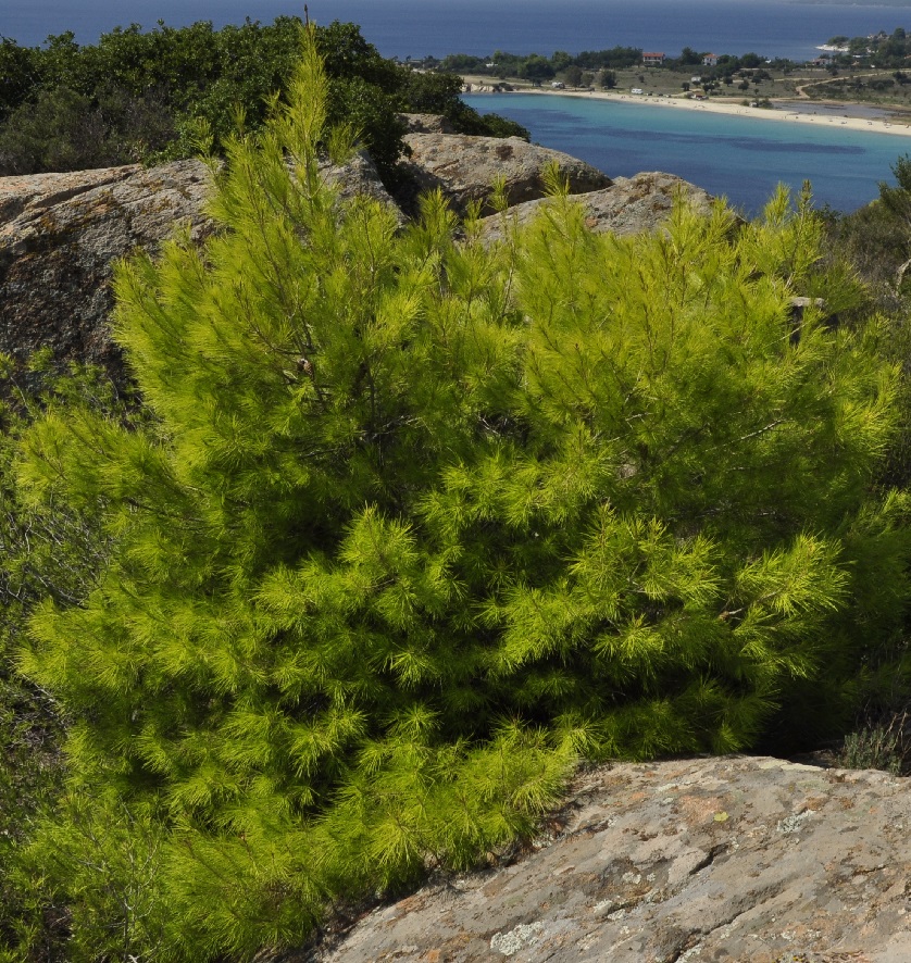 Изображение особи Pinus halepensis.