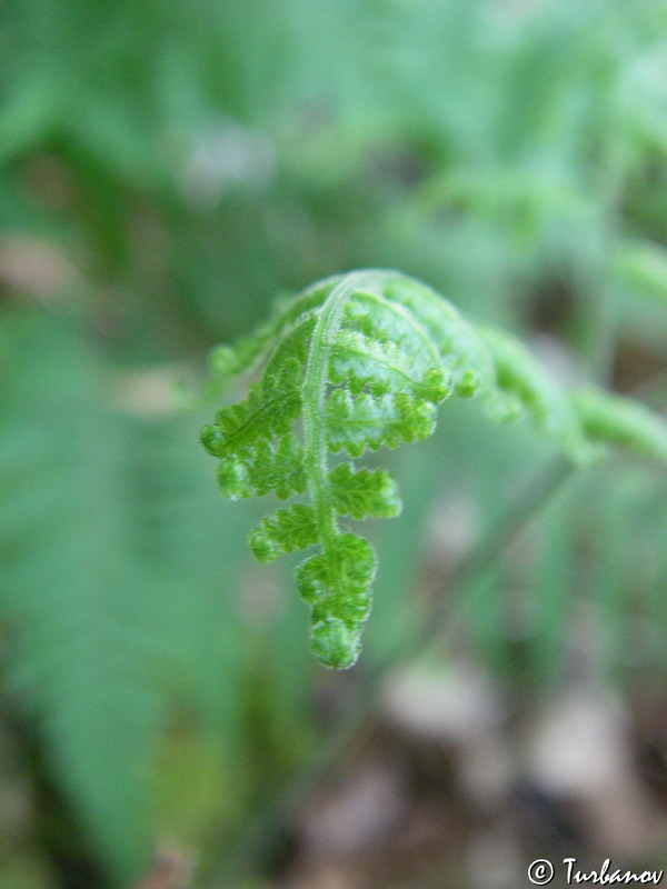 Image of Gymnocarpium robertianum specimen.