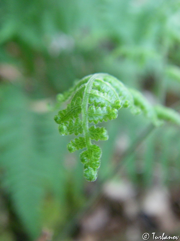 Изображение особи Gymnocarpium robertianum.