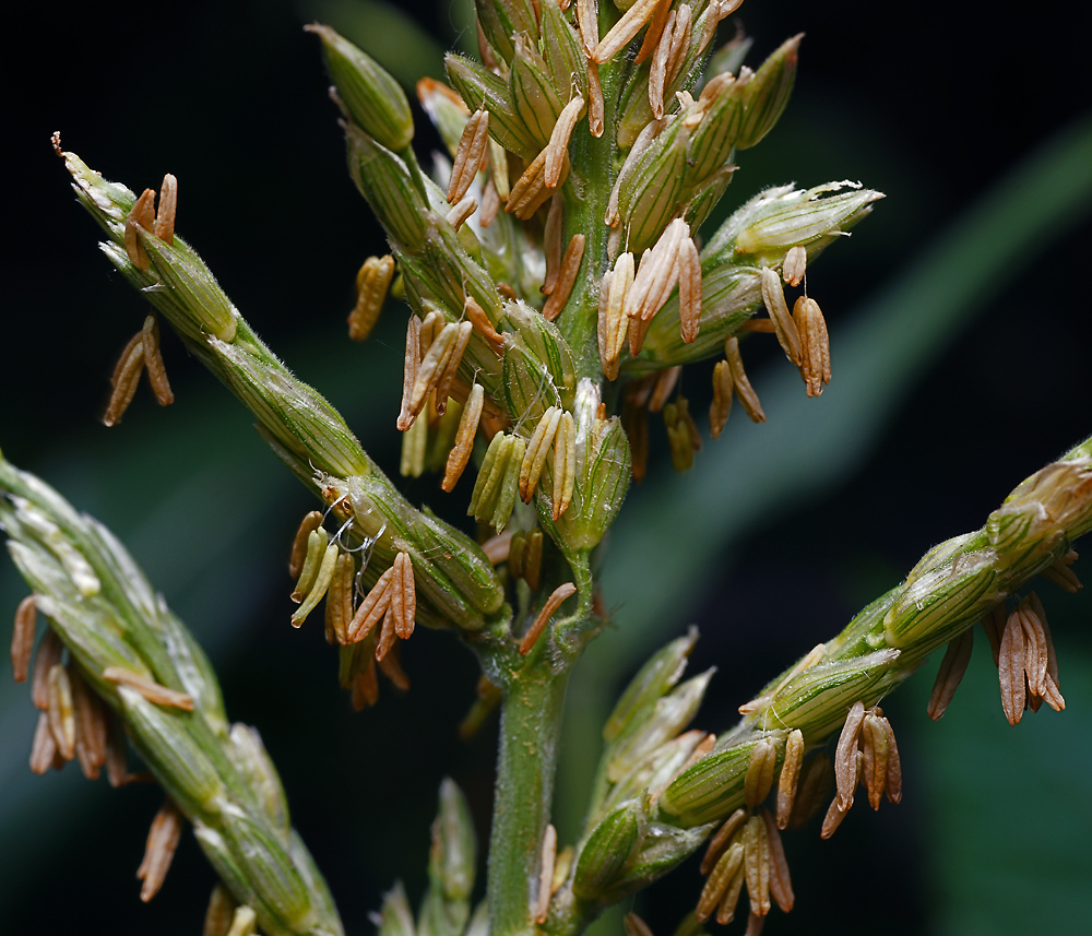 Изображение особи Zea mays.