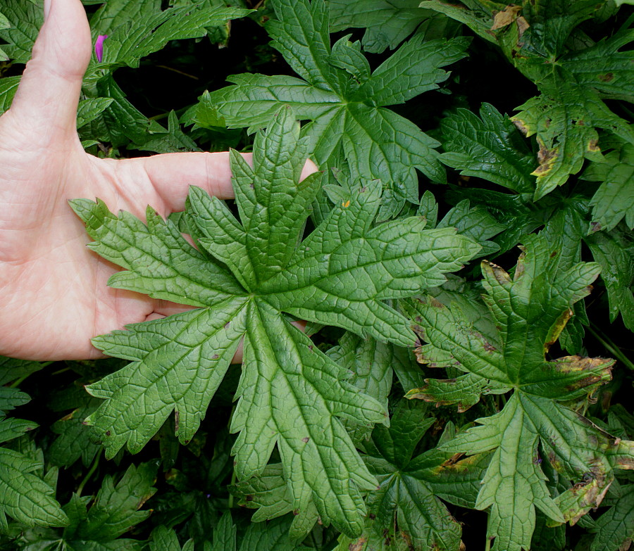 Image of Geranium psilostemon specimen.