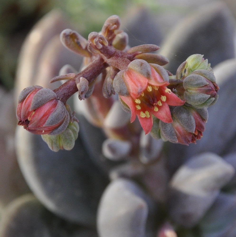 Image of genus &times; Pachyveria specimen.