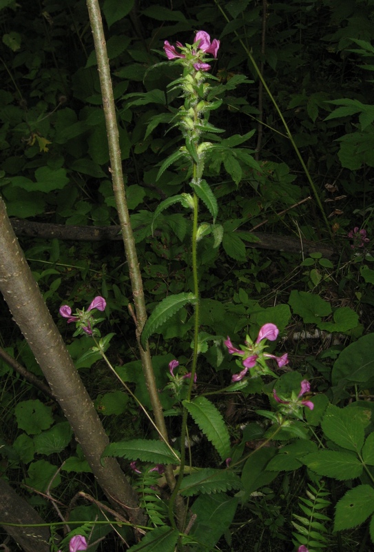 Изображение особи Pedicularis resupinata.