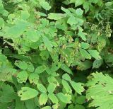 Thalictrum aquilegiifolium. Плодоносящее растение на поляне приручьевого леса. Листочки могут быть достаточно вытянутыми (это в пределах варьирования). ЦЛГЗ, Тверская обл., начало августа.