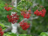 Sambucus kamtschatica. Ветвь со зрелыми плодами. Камчатский край.