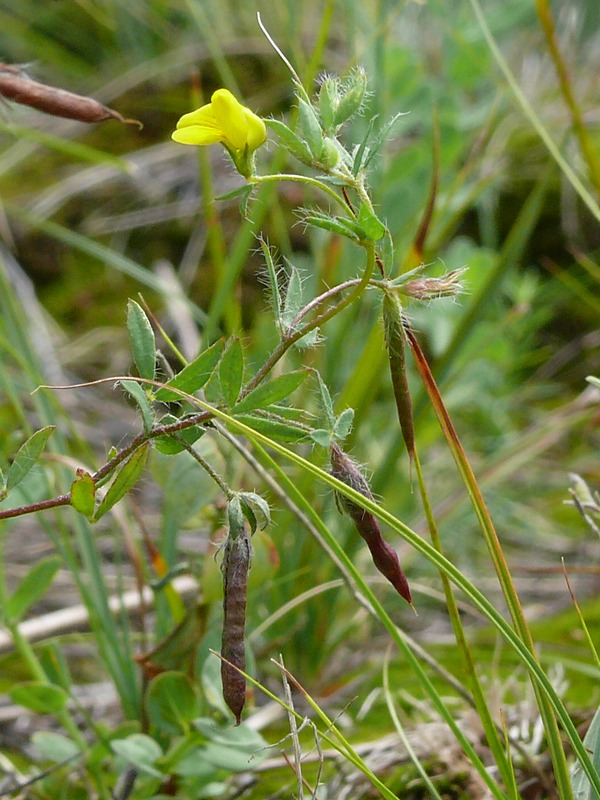 Image of Lotus praetermissus specimen.