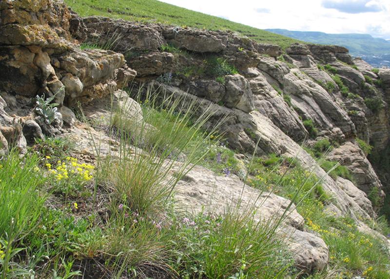 Image of Stipa caucasica specimen.