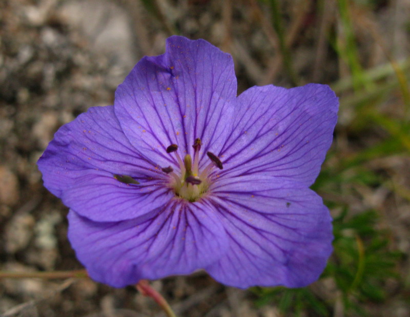 Изображение особи Erodium tataricum.