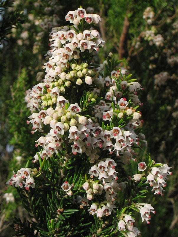 Image of Erica arborea specimen.