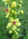 Verbascum nigrum