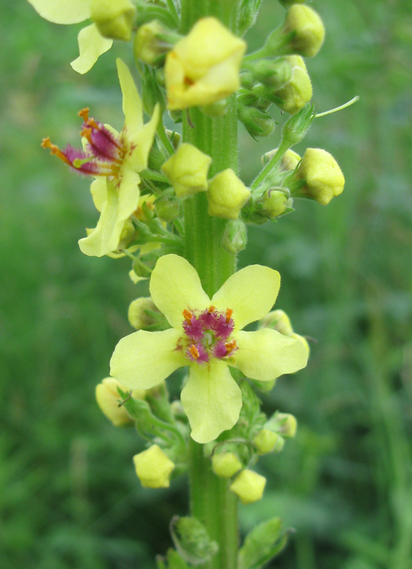 Изображение особи Verbascum nigrum.