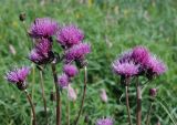 Cirsium helenioides