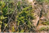 Woodsia ilvensis. Растение на каменистом уступе. Граница Читинской и Амурской обл., р Олёкма. Июль 2000 г.