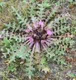 Cirsium esculentum