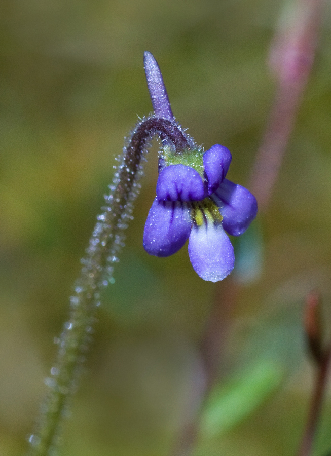 Image of Pinguicula villosa specimen.