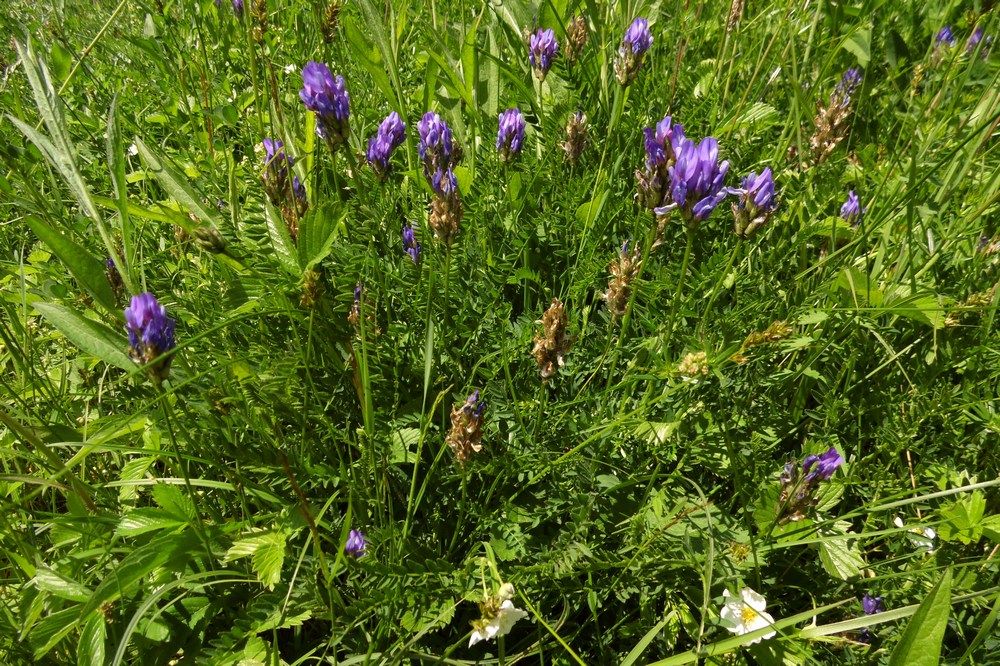 Image of Astragalus danicus specimen.