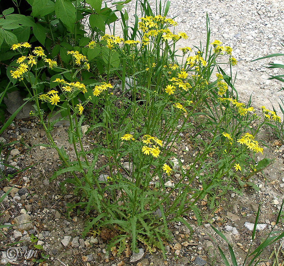 Изображение особи Senecio vernalis.