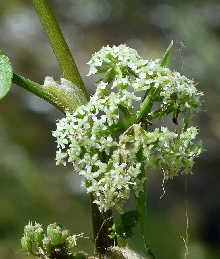 Изображение особи Apium nodiflorum.