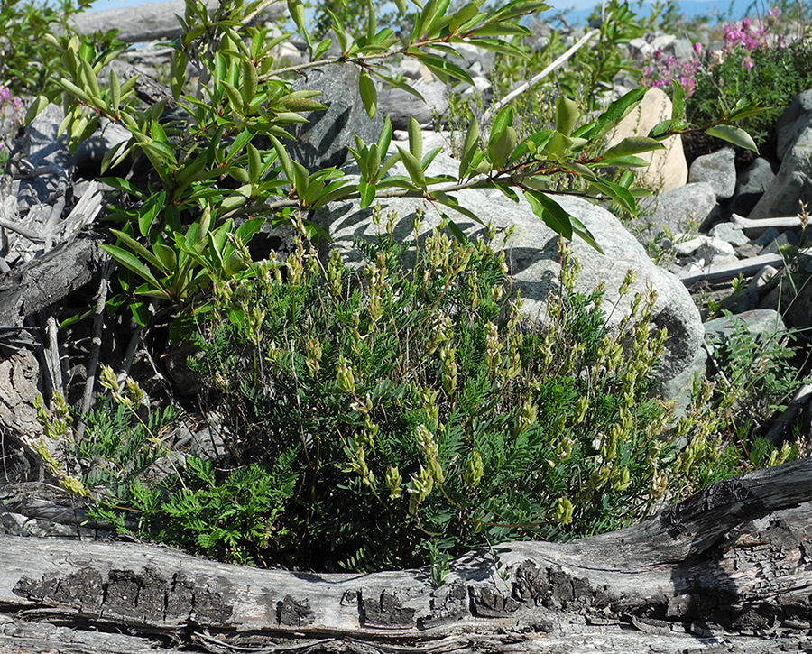 Image of Astragalus rytyensis specimen.