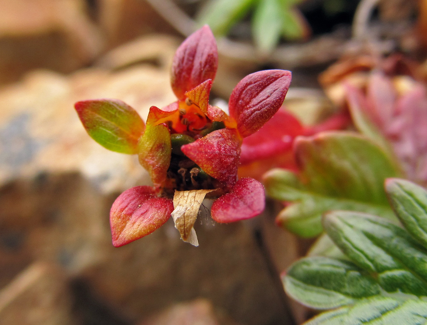 Изображение особи Potentilla beringii.