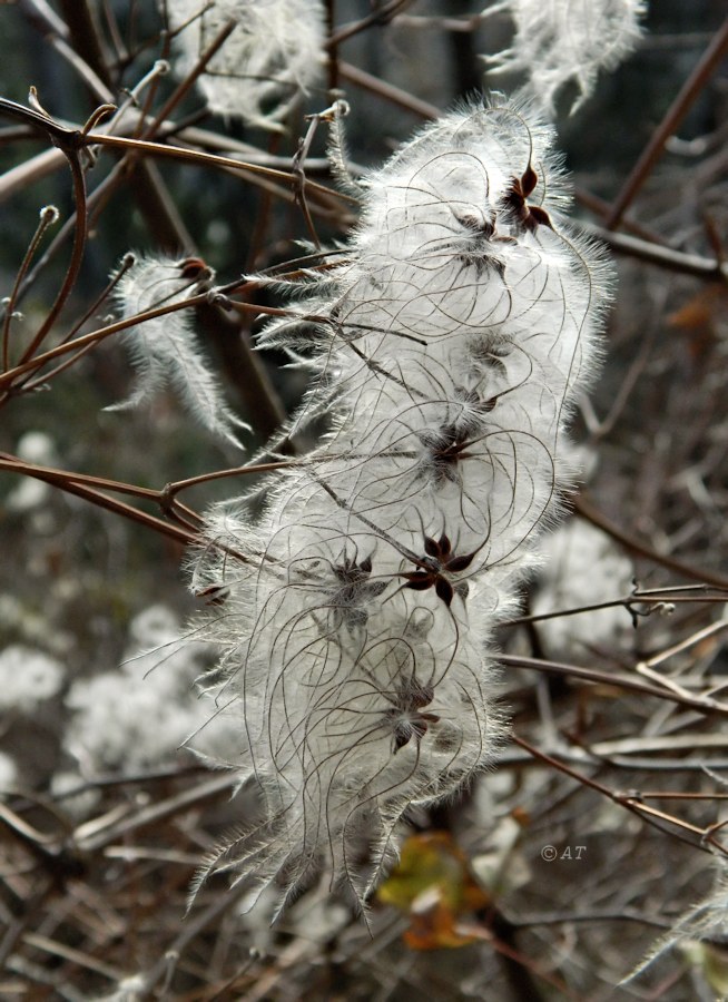 Image of Clematis vitalba specimen.