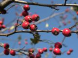 Crataegus rhipidophylla