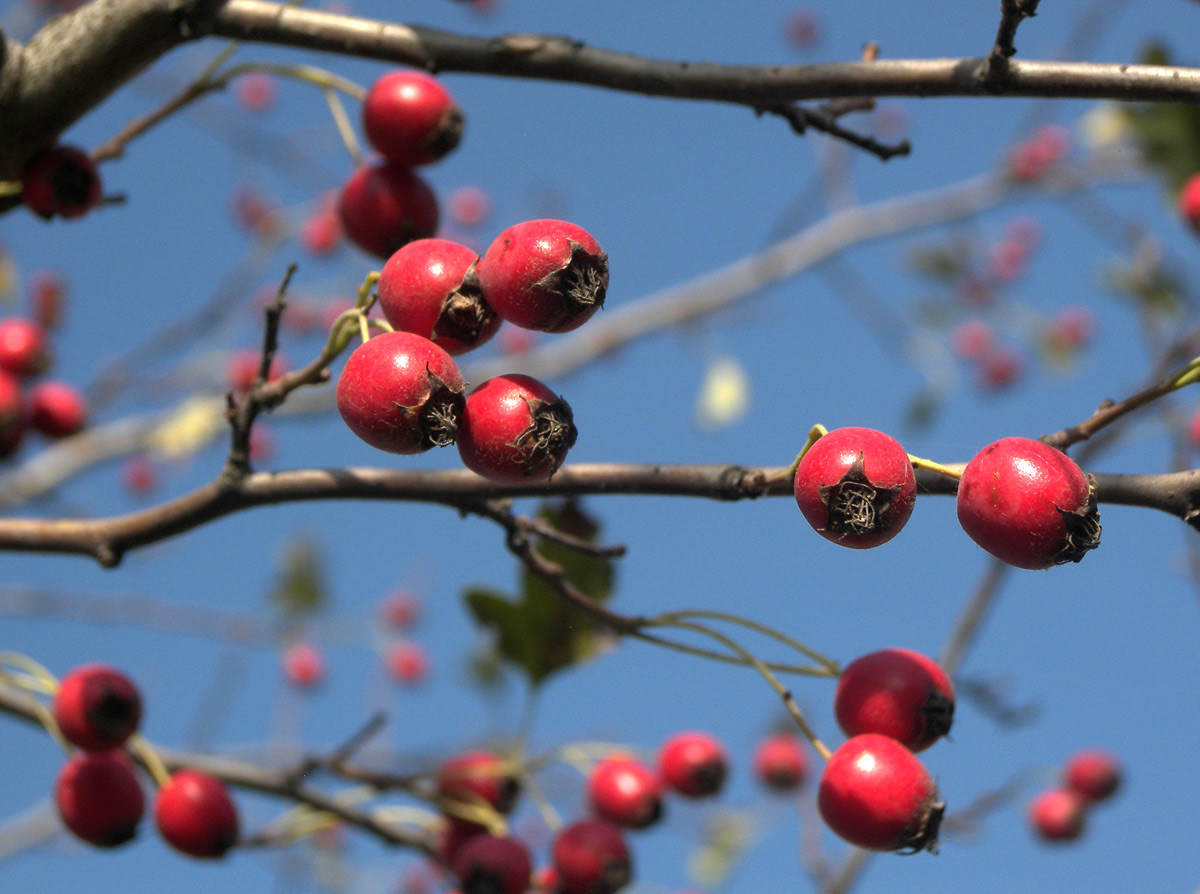 Изображение особи Crataegus rhipidophylla.