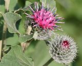 Arctium tomentosum. Соцветия-корзинки (цветущая и зацветающая). Белгородская обл., окр. пос. Борисовка, на опушке у дороги. 05.07.2009.