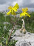 Helianthemum buschii