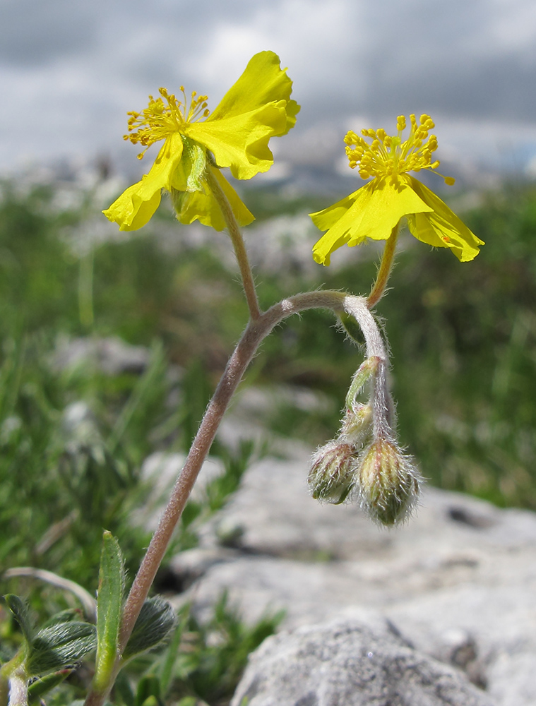 Изображение особи Helianthemum buschii.