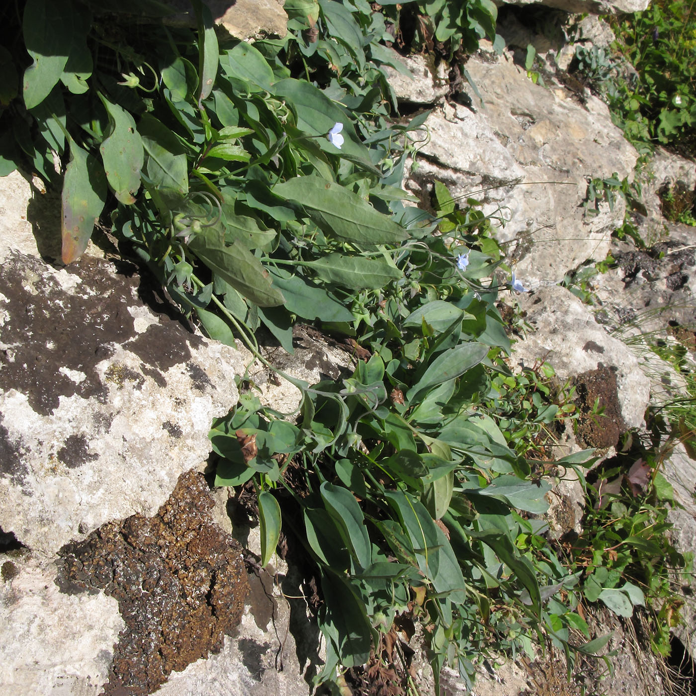 Изображение особи Omphalodes lojkae.