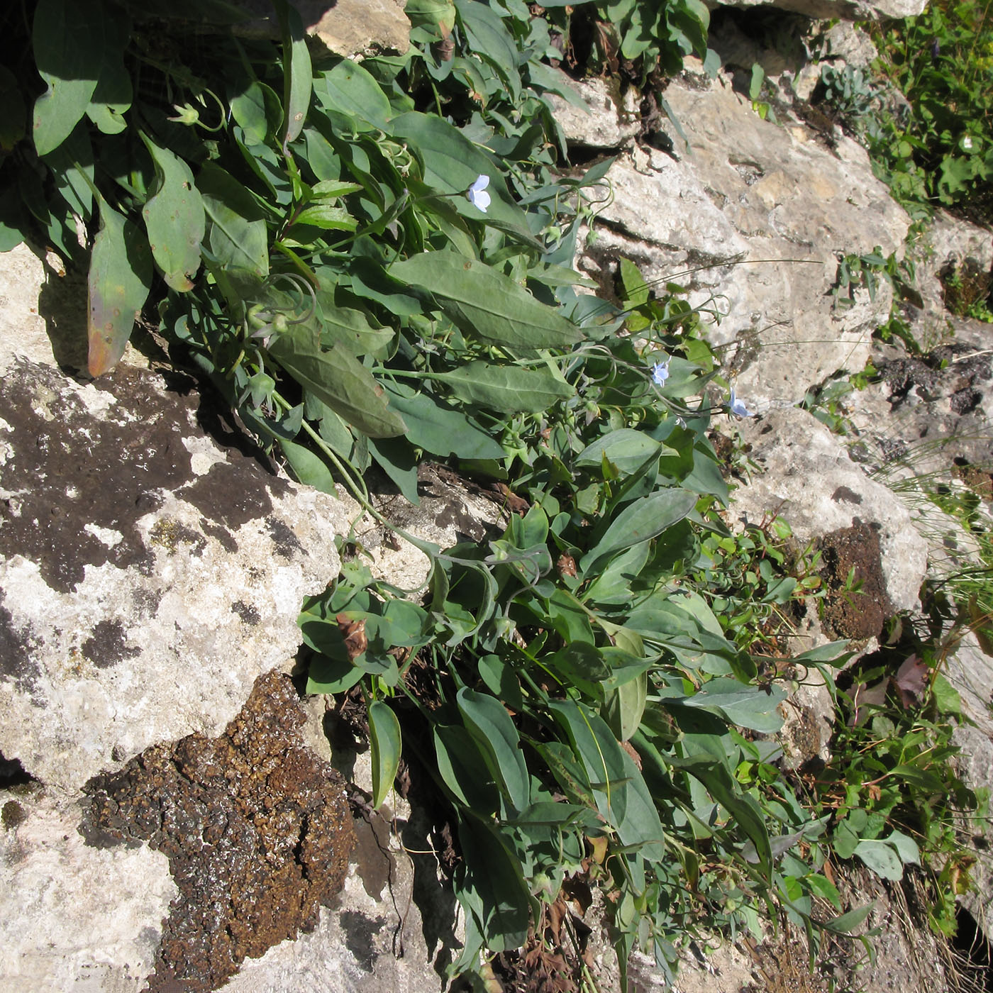 Image of Omphalodes lojkae specimen.