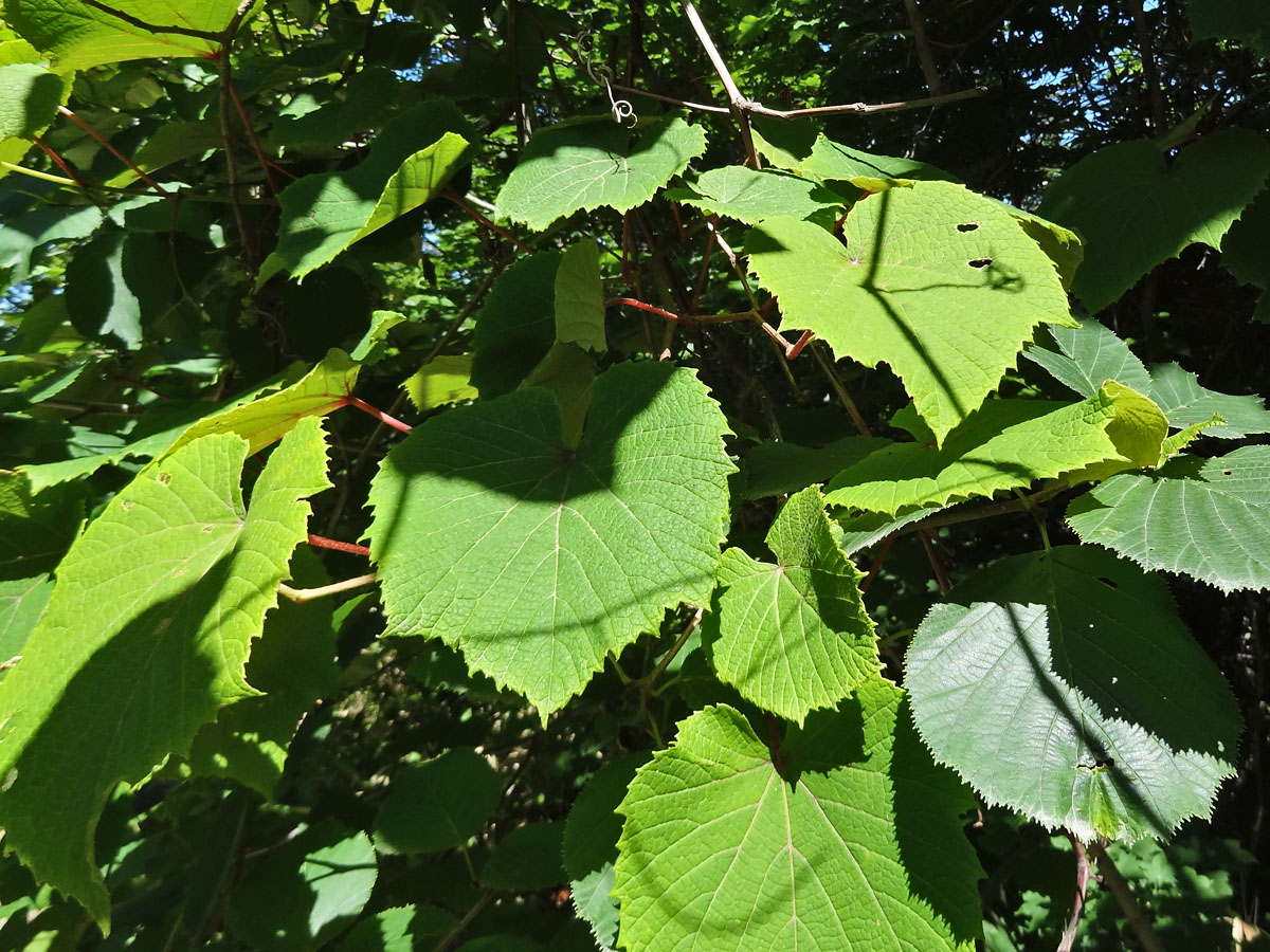 Изображение особи Vitis coignetiae.